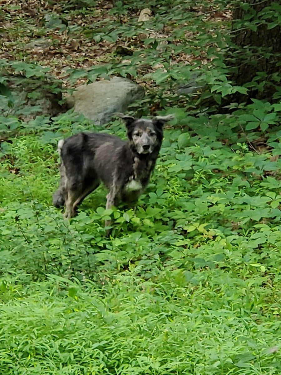 Montague stray