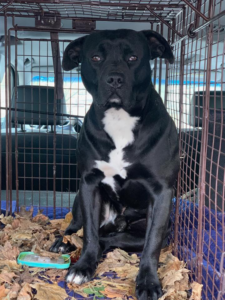 Newark Stray/ Dasher
