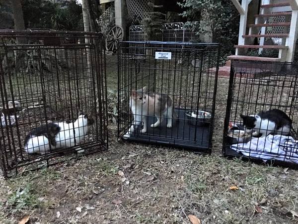 Cats - Louisiana Flood