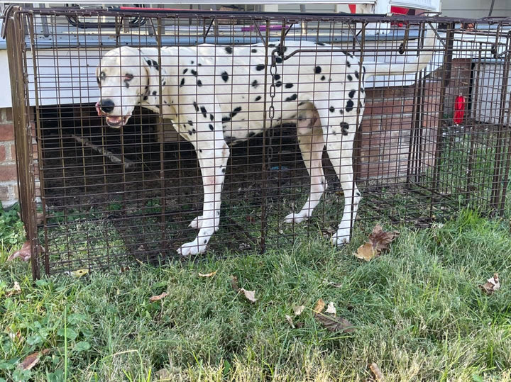 Chester NY Stray Dalmation