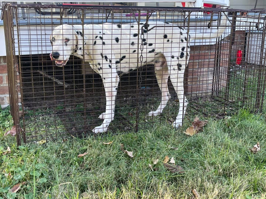 Chester NY Stray Dalmation