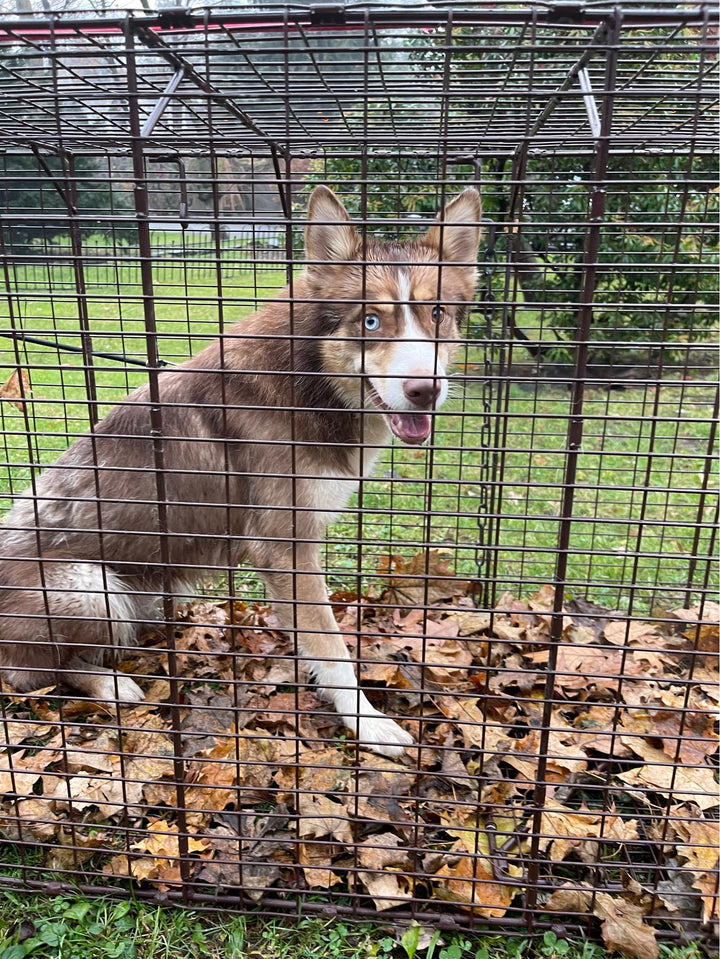 Riverdale Bronx Stray / Pot Pie