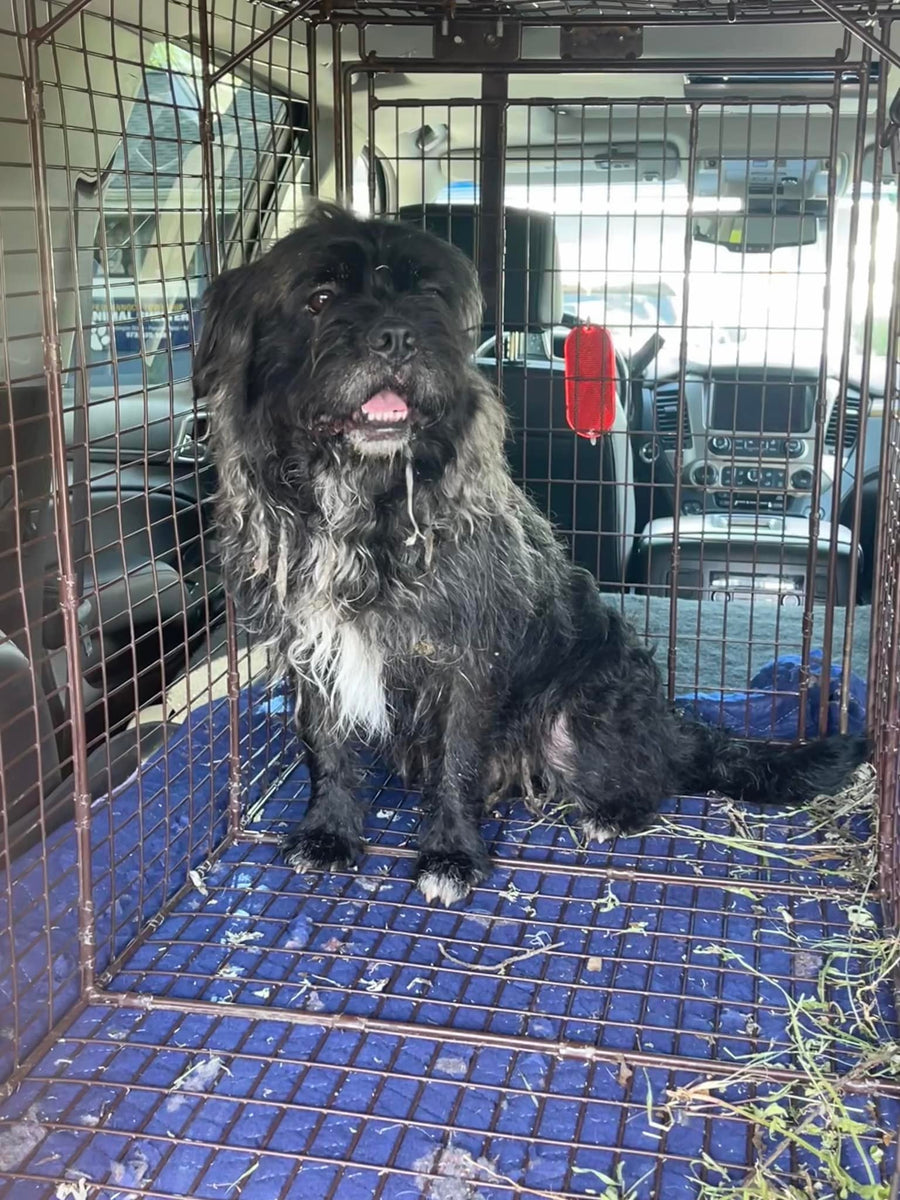 The Lincoln Park Stray aka Norman