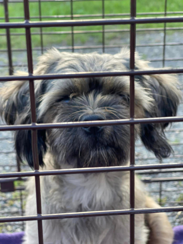 Blooming Grove, NY Stray