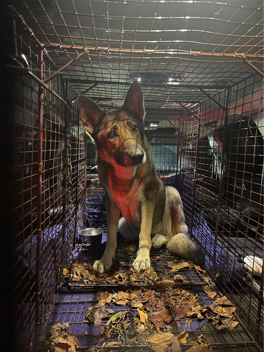 East Fishkill Shepherd