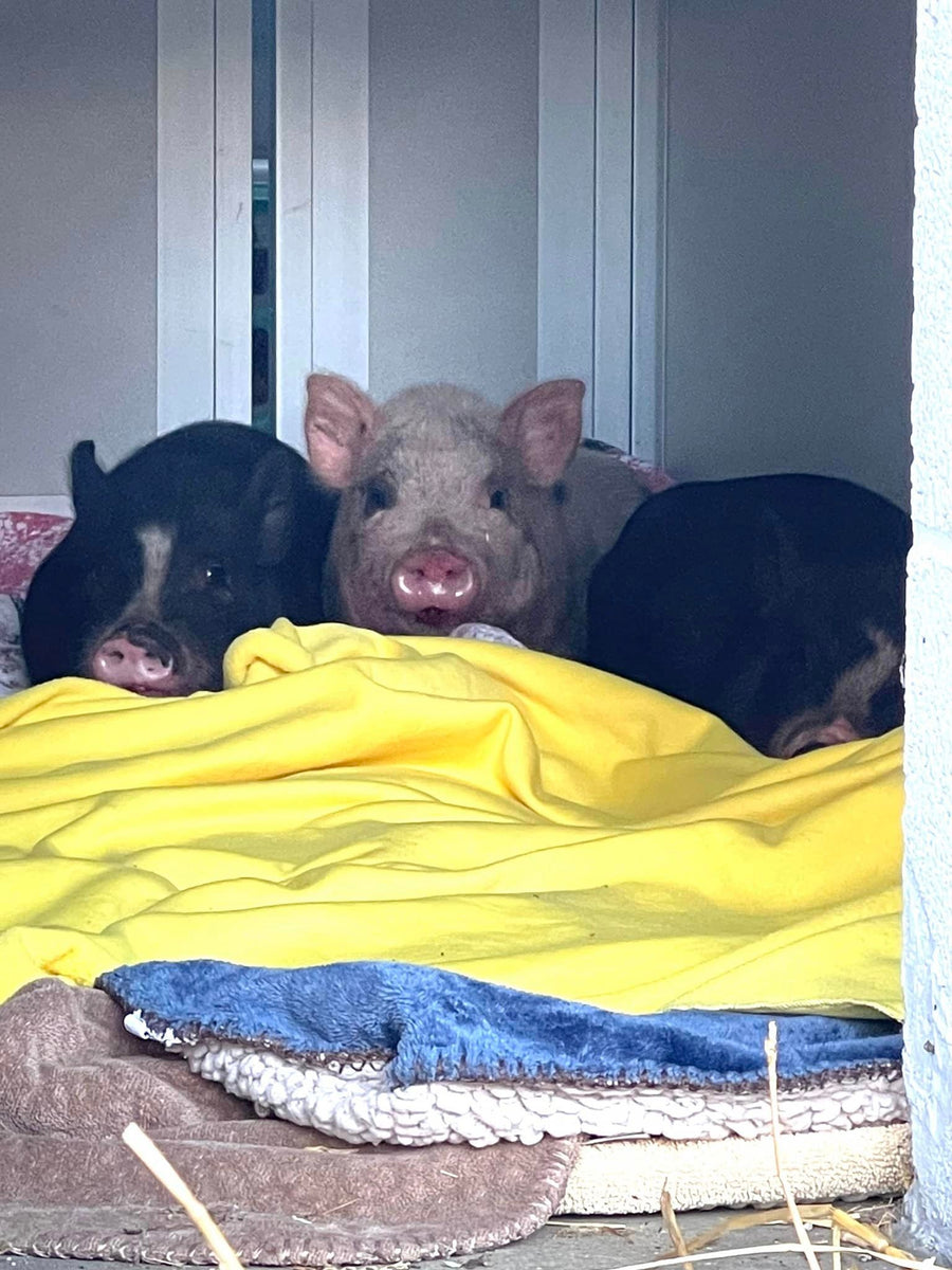 3 Pot-Bellied Pigs Capture