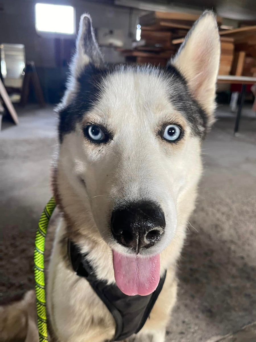 The Millbrook, NY Husky