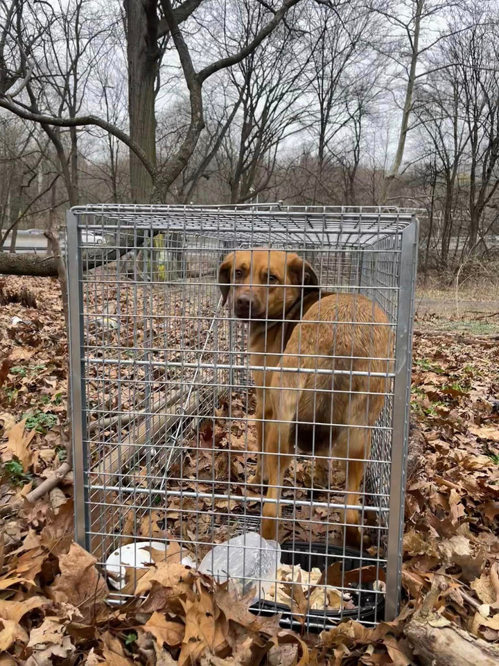 The Bronx Stray