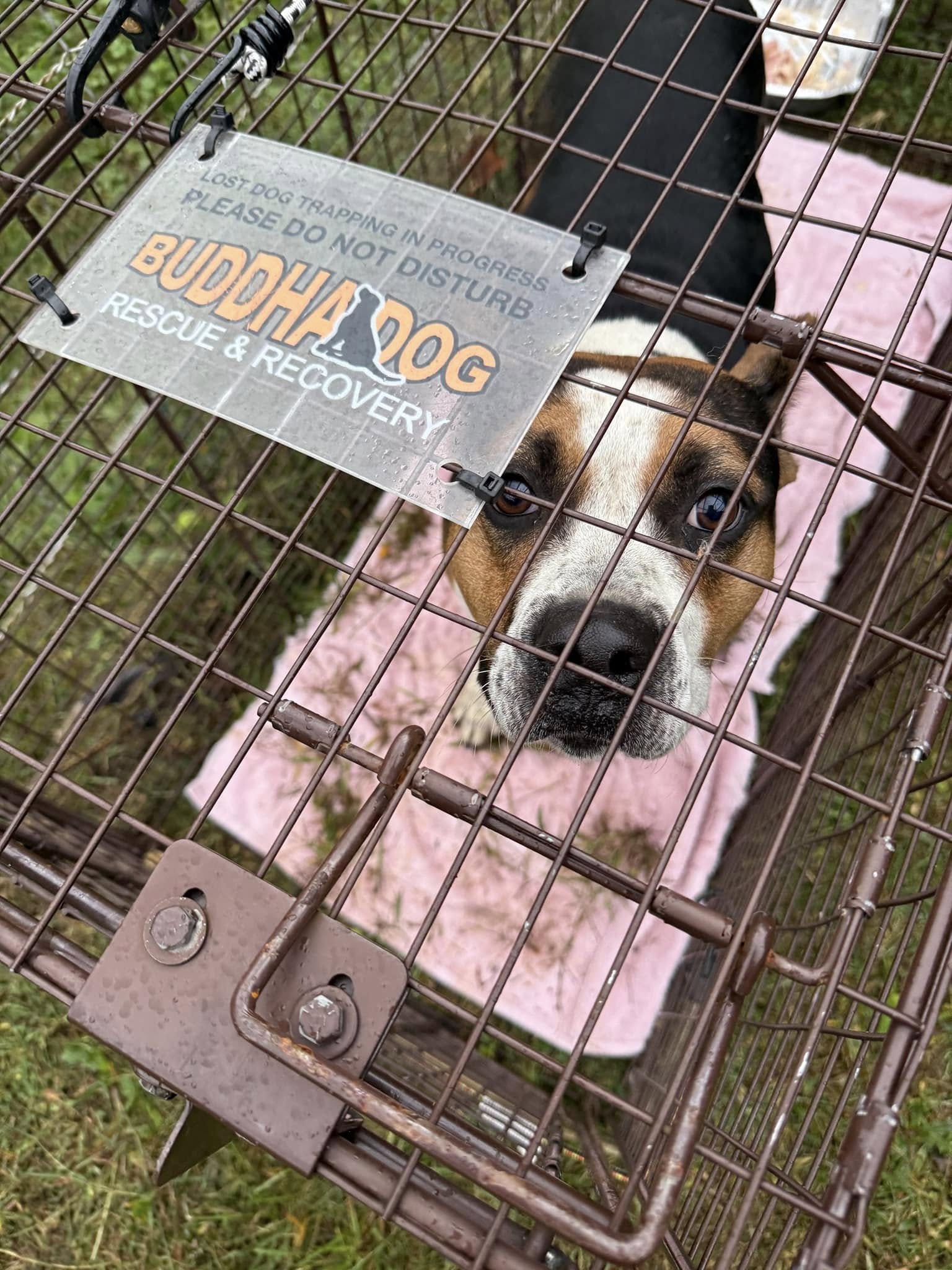 Trixie – Buddha Dog Rescue & Recovery