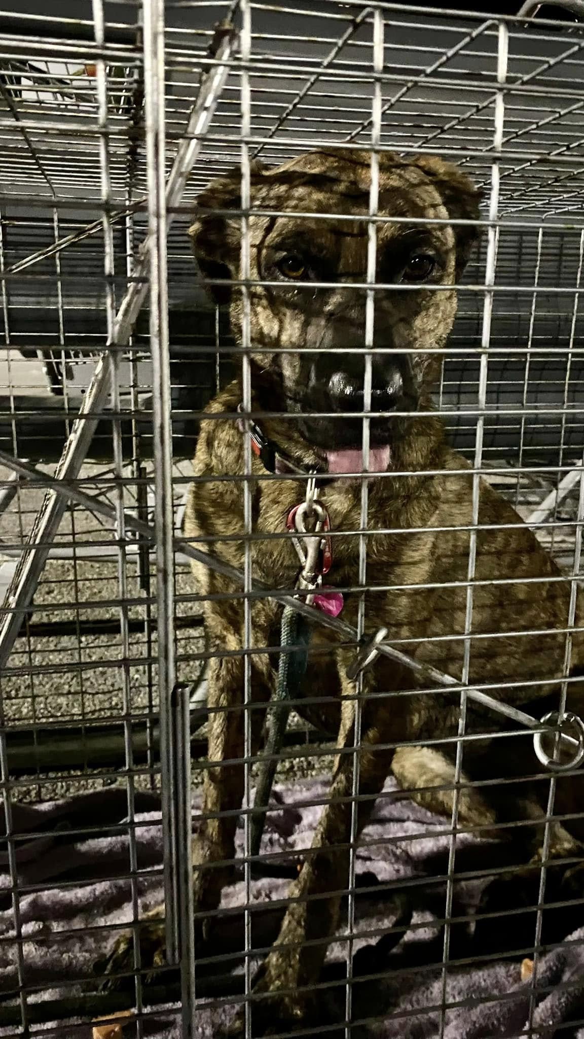 Dani Rescue Dani – Buddha Dog Rescue & Recovery