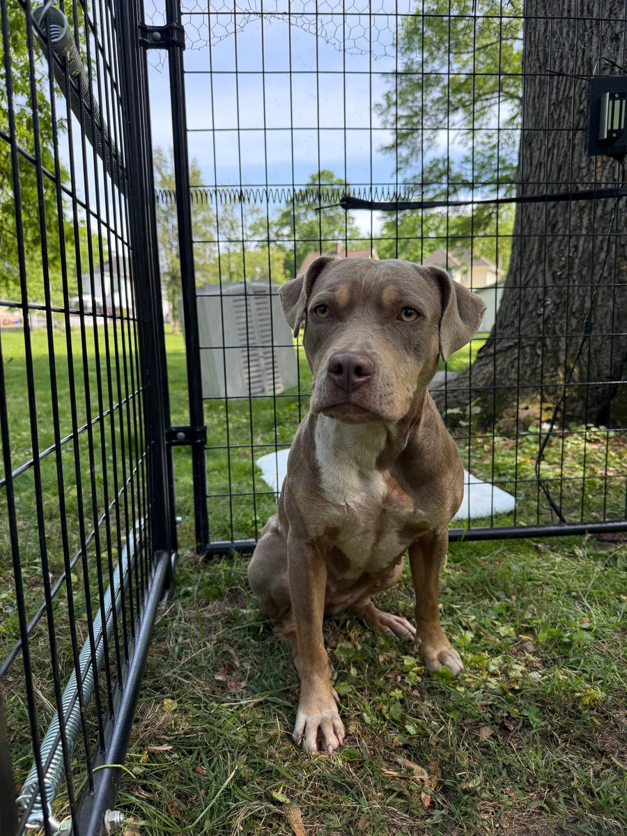 Rahway Stray - Eve