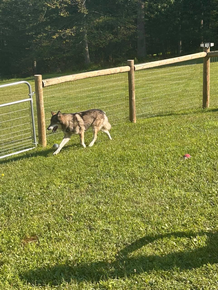 Gunner The Wolf Dog