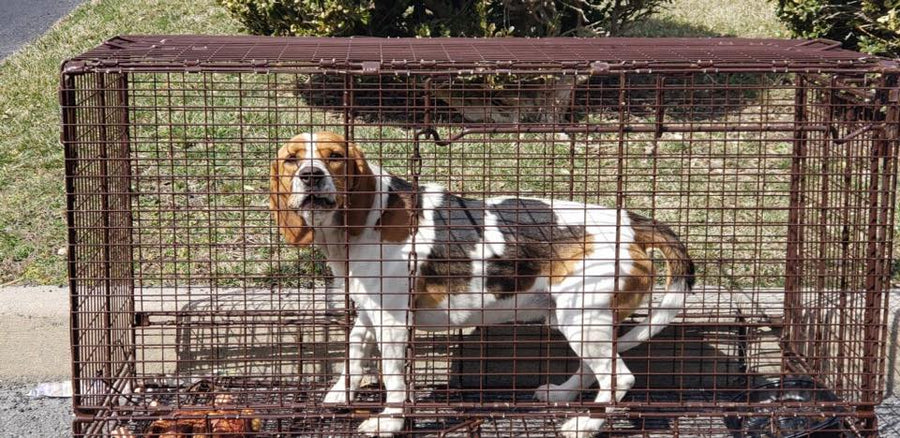 Marty - The Washingtonville, Blooming Grove, NY Stray