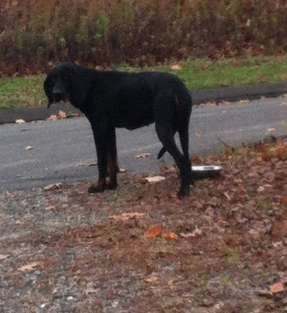 "Black beauty" Newtown, CT's lost "momma dog".
