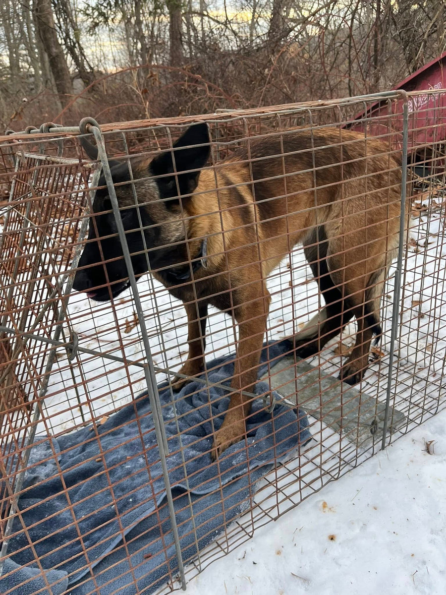 Iron Dog Rescue Roxy Roxy – Buddha Dog Rescue & Recovery