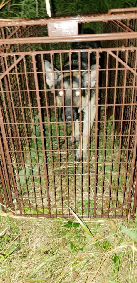 Stewart Forest Shepherd