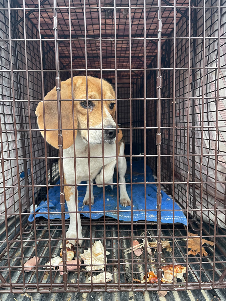 Pine Island Beagles