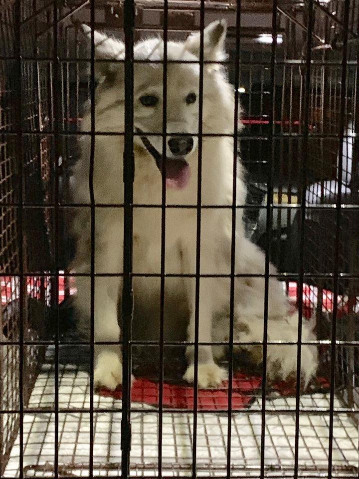 The Bloomingburg Stray / SnowCone