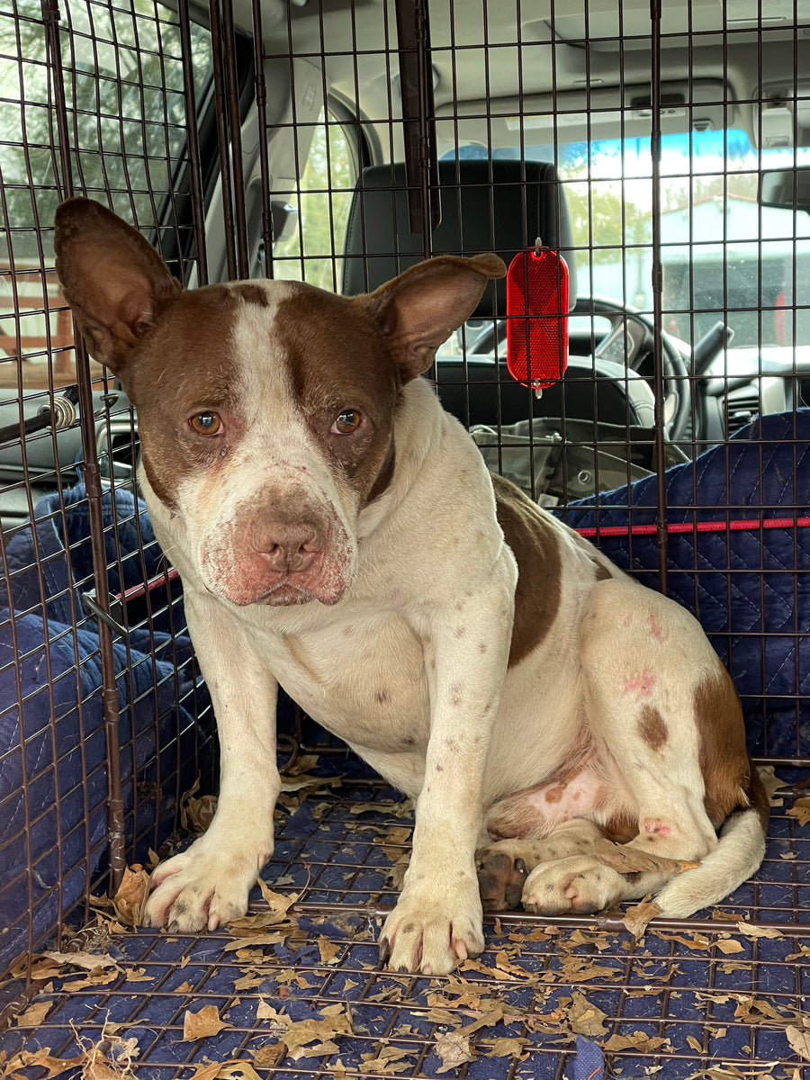 Essex/ Union County Stray