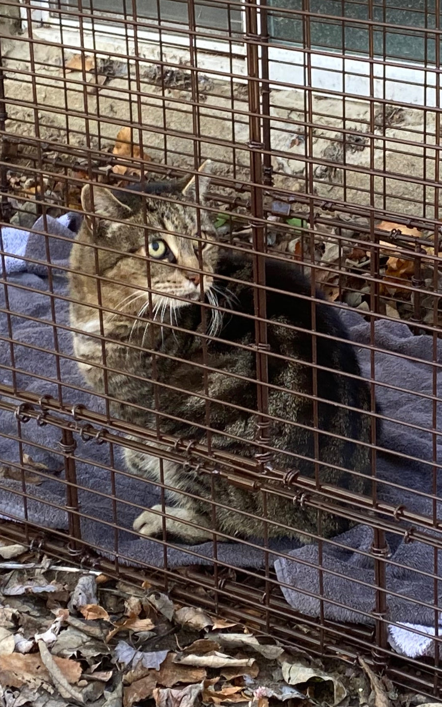 Injured Cat