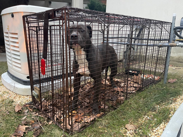 The Elusive Bergen County Stray