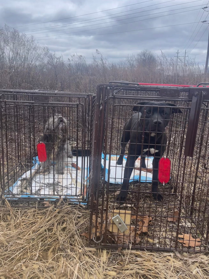 The Pohatcong Strays