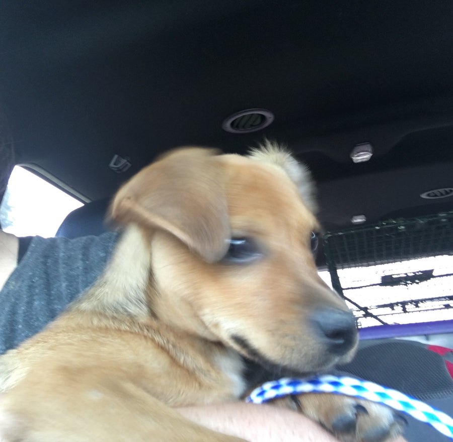 Fred - Louisiana Flood Dog
