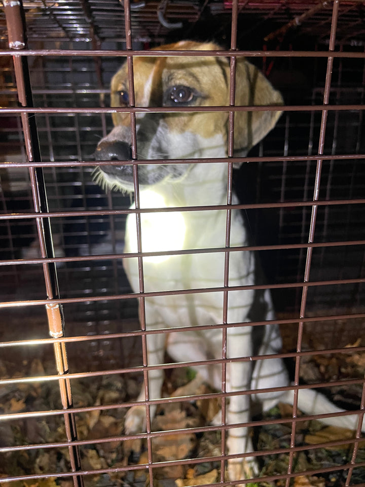 Franklin Lakes Stray