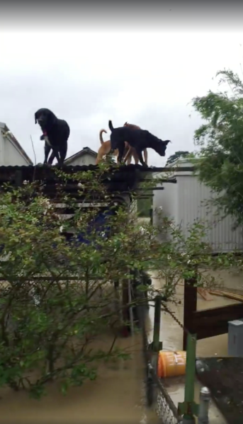 French Fry - Louisiana Flood Dog/ Denham Springs