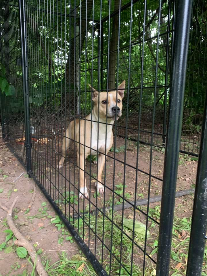 The Passaic River Stray "Gregory"