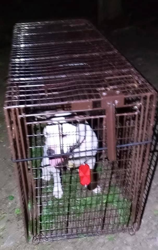 Pepper