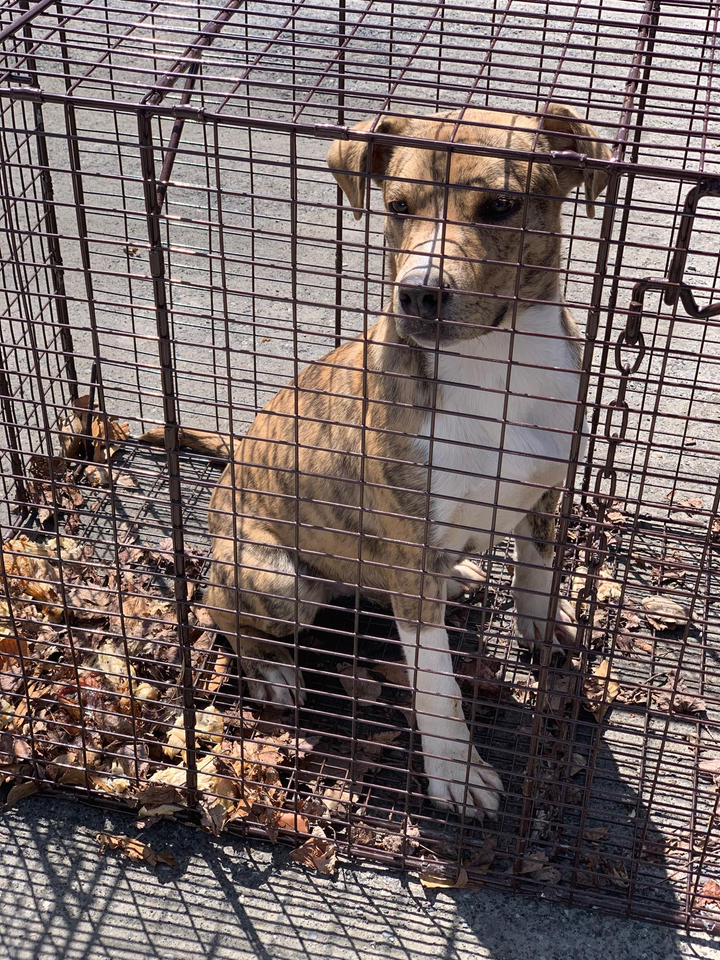 Parksville Stray