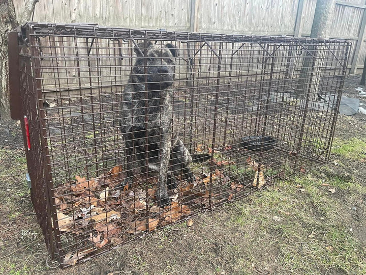 Houdini / Old Bridge NJ Stray