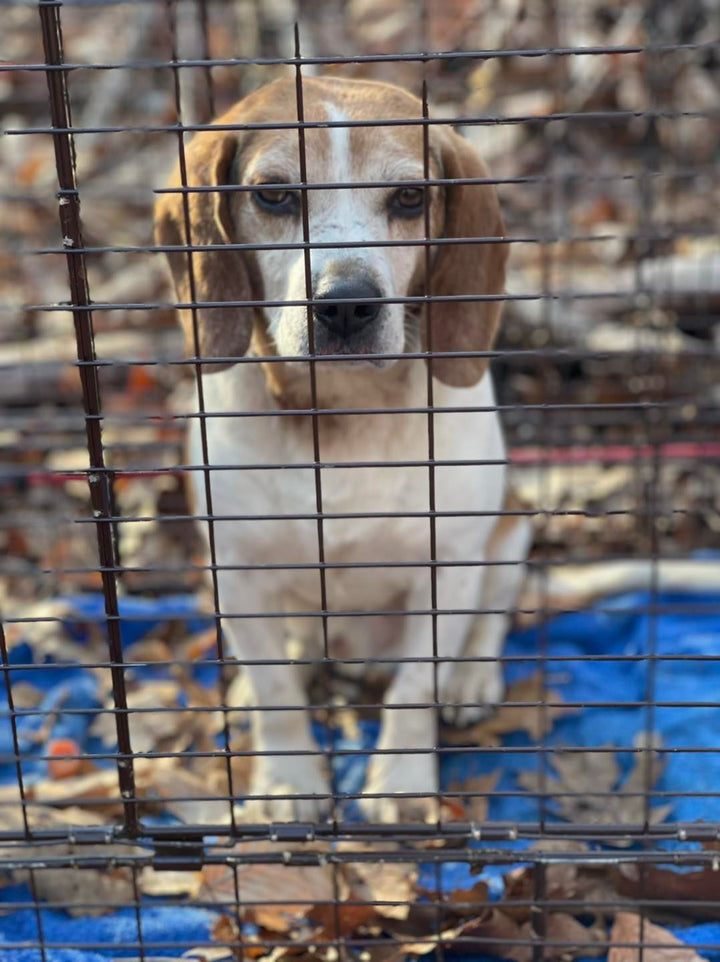 Sterling Forest Beagle