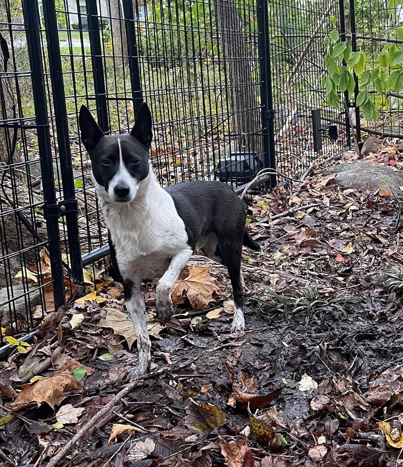 Bryson – Buddha Dog Rescue & Recovery