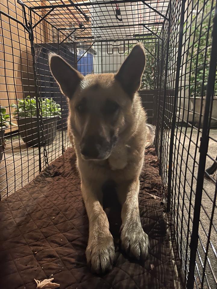 Fairfield Stray Shepherd/ Arthur