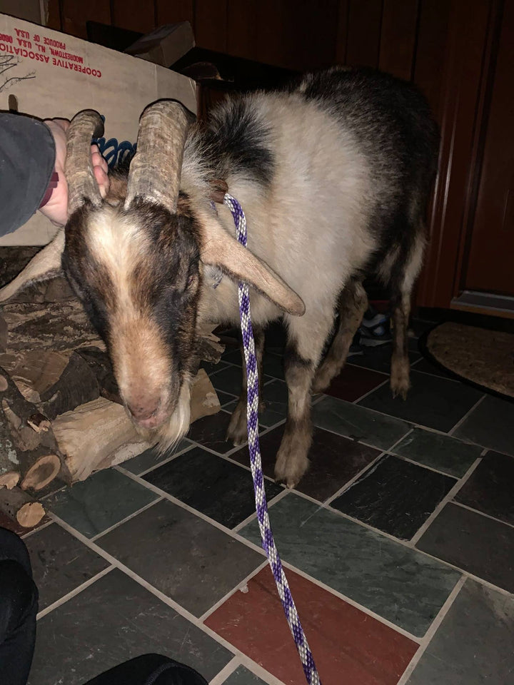 Flemington Goat "Roger"