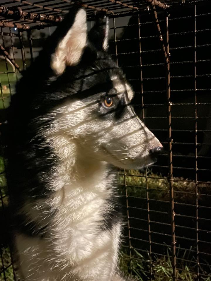 Marlboro Husky