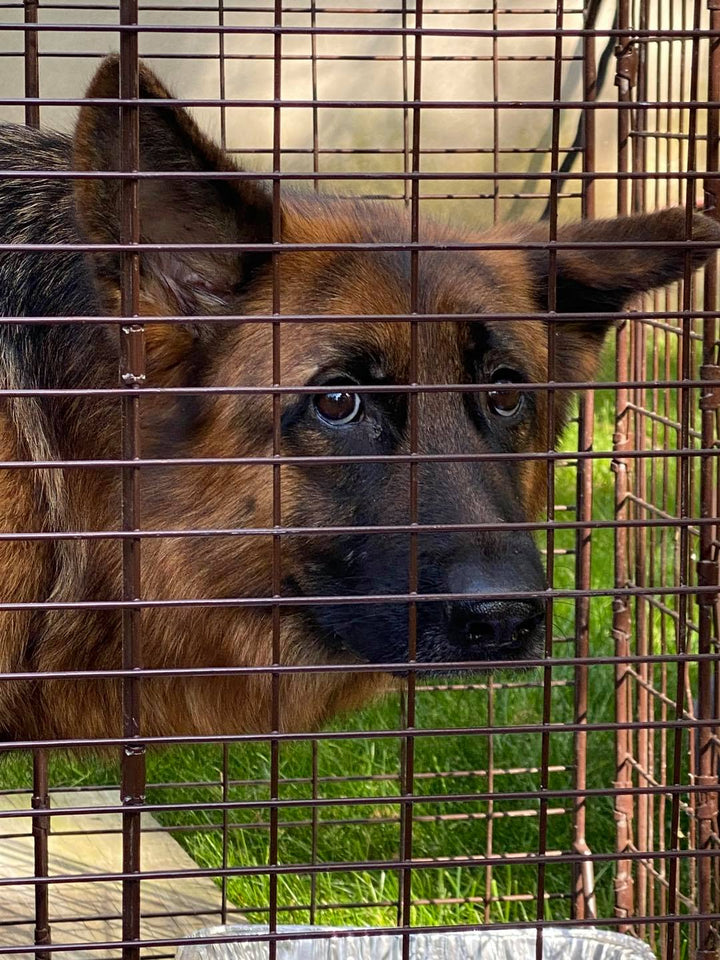 Abandoned Shepherd (Shelby)