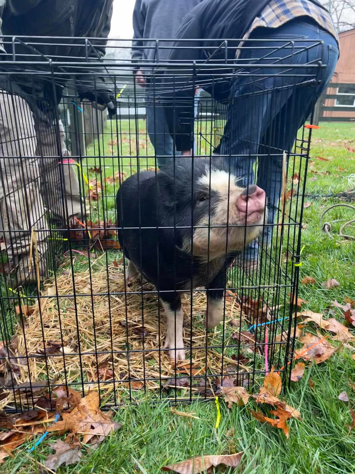 Allamuchy Pigs
