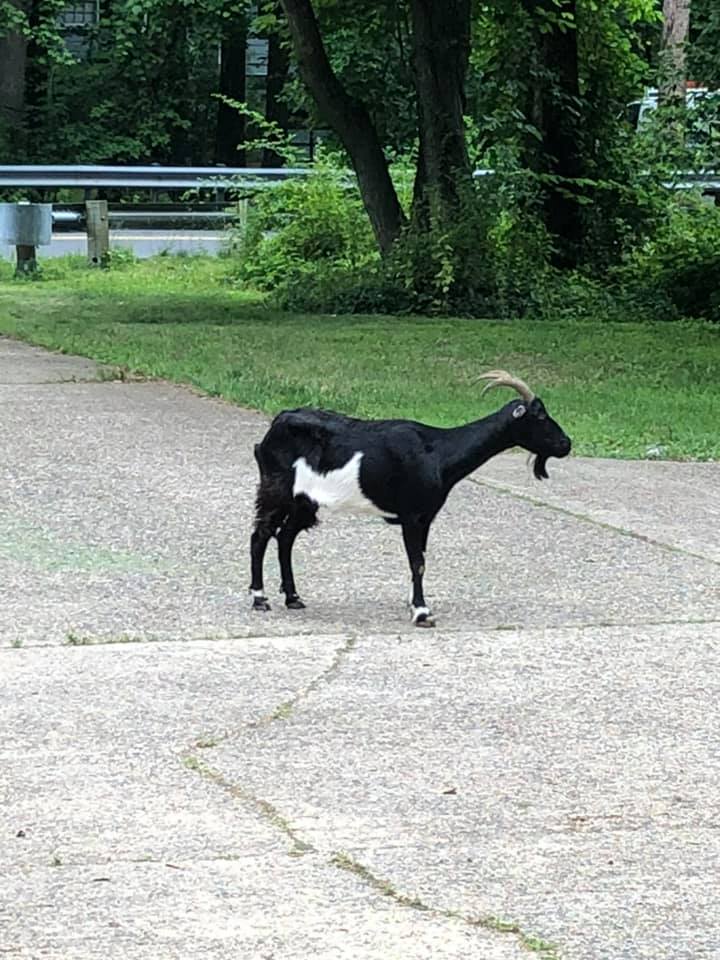 Stray Goat In -South Brunswick, NJ