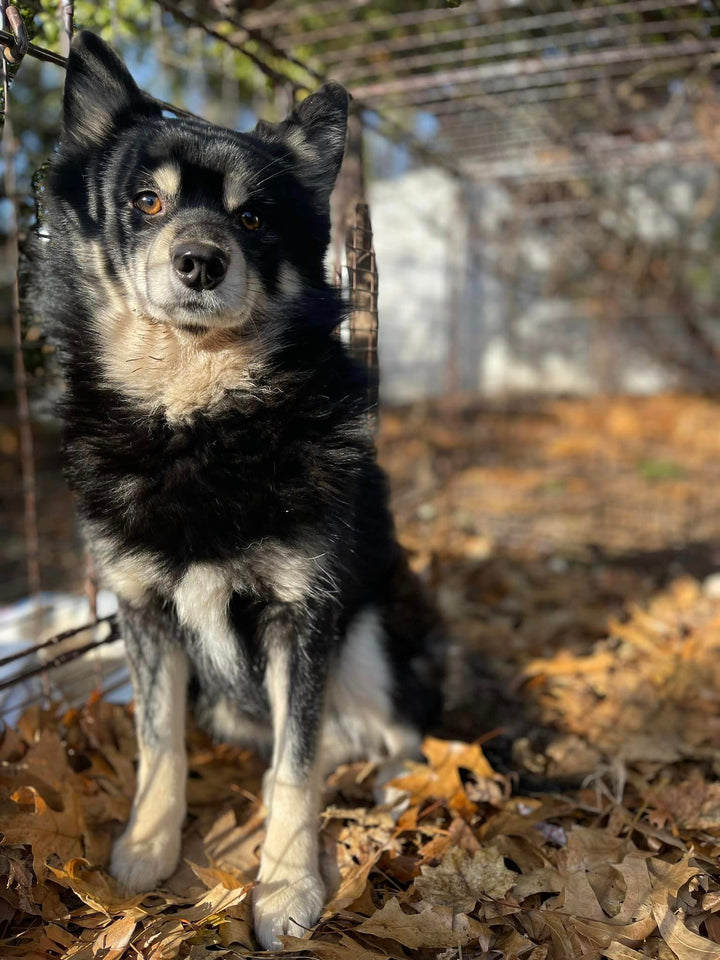 Mac