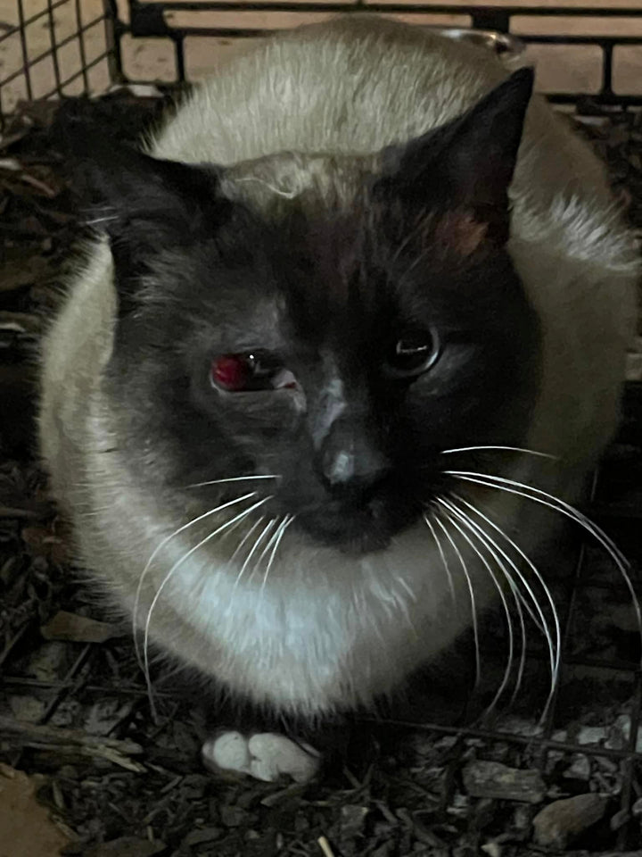 Stray Blairstown Cat