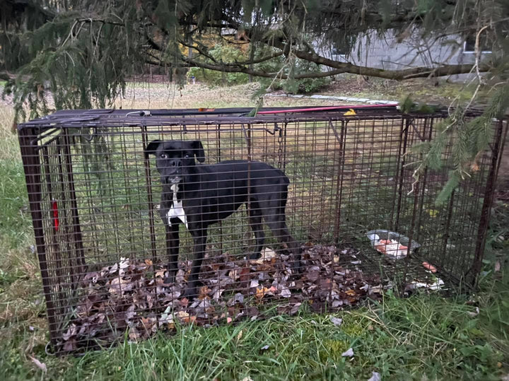 Washingtonville, NY Stray Boxer