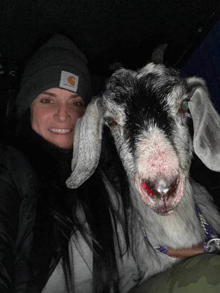 Blizzard The Route 80 Goat