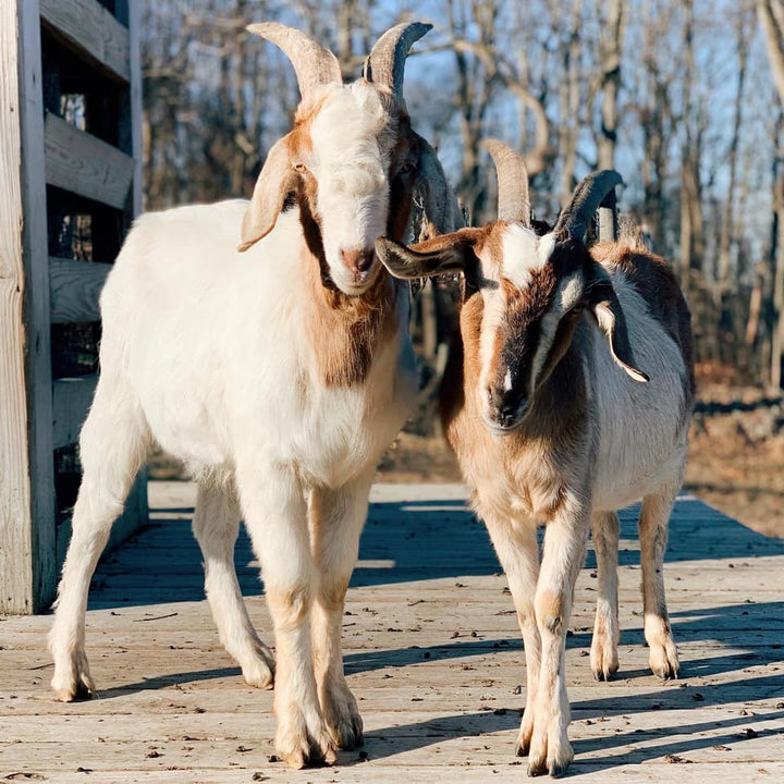 Blizzard Update - The Three Wise Goats