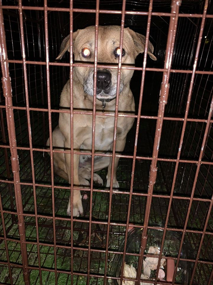 White Plains Stray