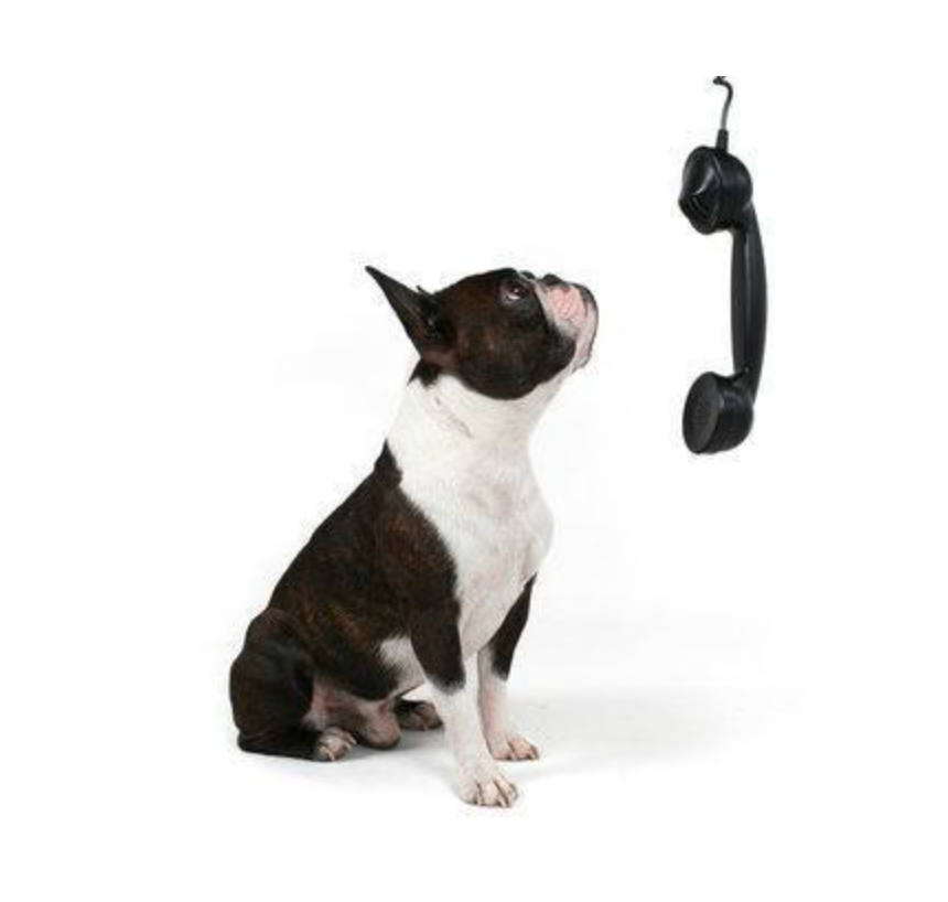 Phone Consultation